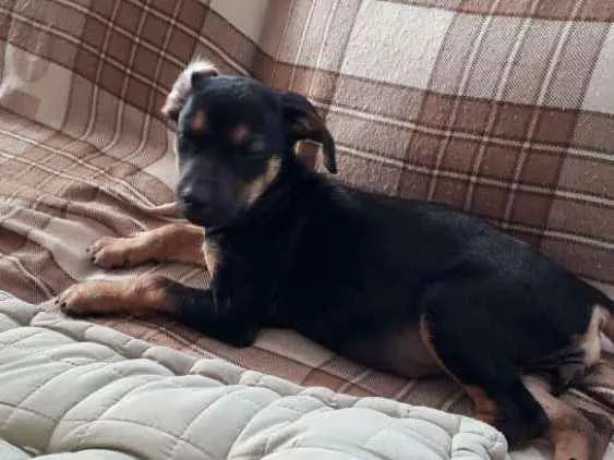 Cachorro ra a Srd idade 2 a 6 meses nome Pititica