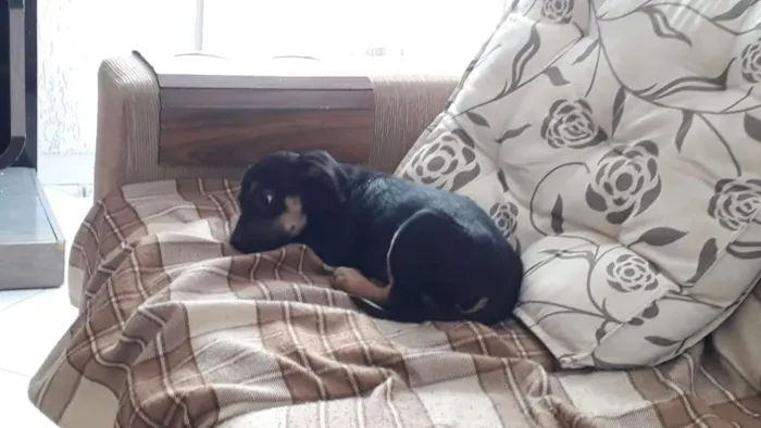 Cachorro ra a Srd idade 2 a 6 meses nome Pititica