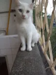 Flocos