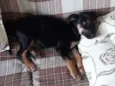 Kika