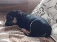 Kika