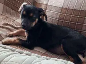 Cachorro raça Srd idade 2 a 6 meses nome Kika