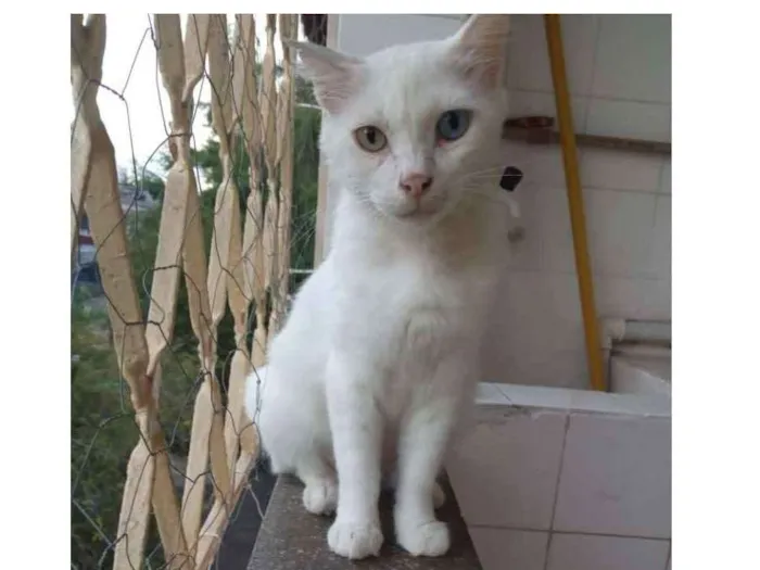 Gato ra a Srd idade 7 a 11 meses nome Flocos