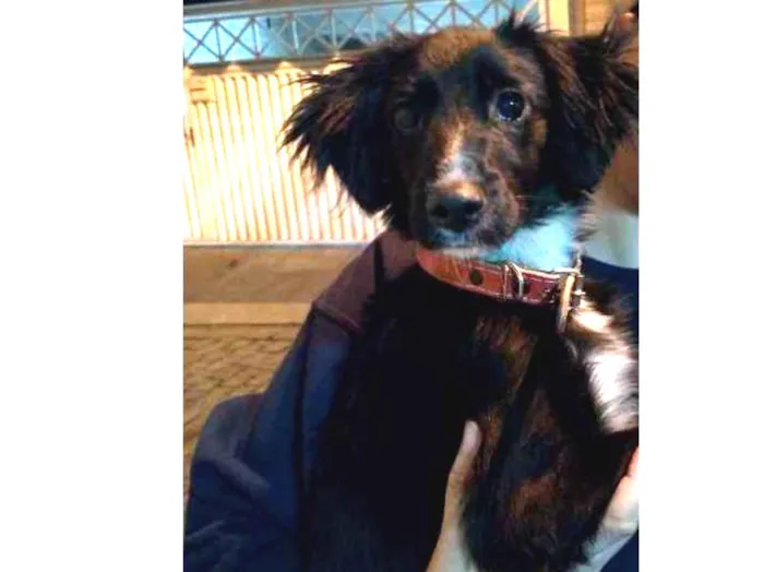 Cachorro ra a SRD idade 2 a 6 meses nome Princesa