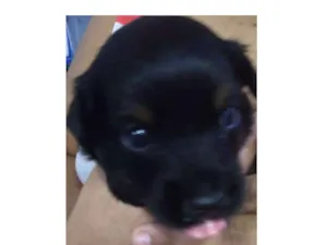 Cachorro raça Não sei idade Abaixo de 2 meses nome Sem nome 