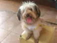 Bela