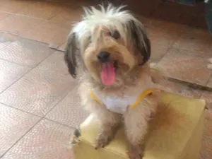 Cachorro raça Shitsu idade 2 anos nome Bela