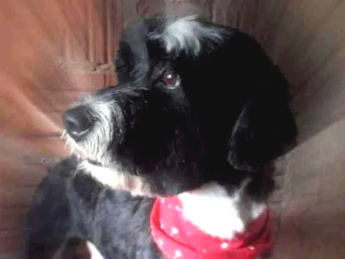 Cachorro ra a Poodle idade 2 anos nome Tom