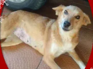 Cachorro raça SRD idade 2 anos nome Mel