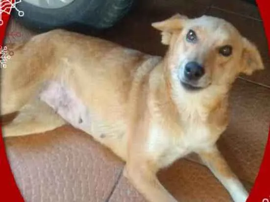 Cachorro ra a SRD idade 2 anos nome Mel