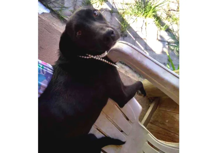 Cachorro raça Indefinida idade 2 a 6 meses nome Sem nome