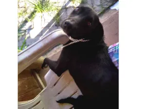 Cachorro raça Indefinida idade 2 a 6 meses nome Sem nome
