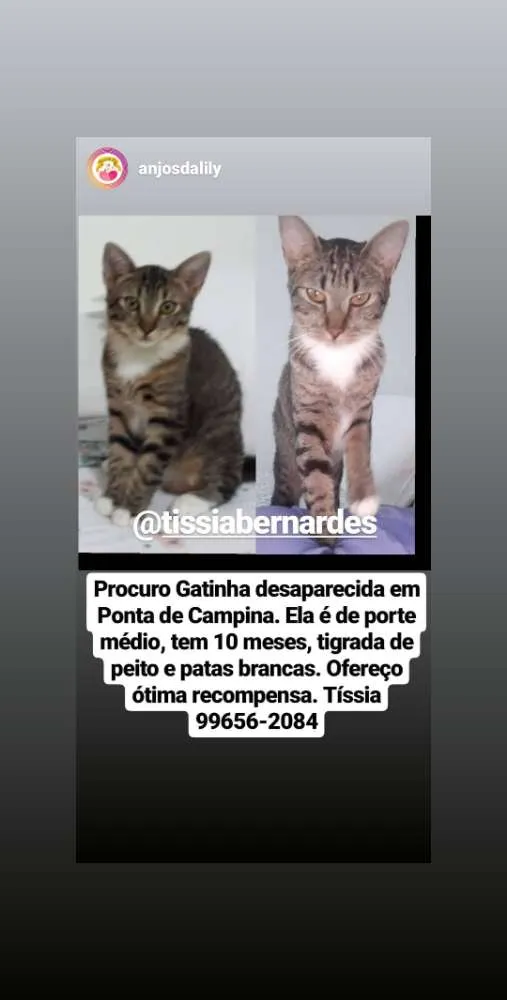 Gato ra a SrD idade 7 a 11 meses nome Bela