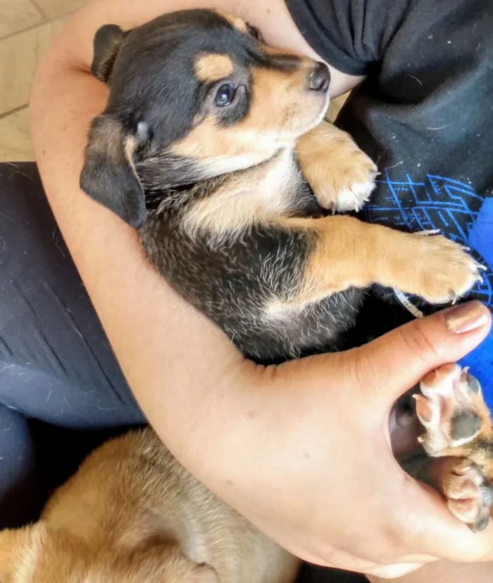 Cachorro raça Sem raça idade 2 a 6 meses nome Sindy e loki