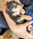 Sindy e loki