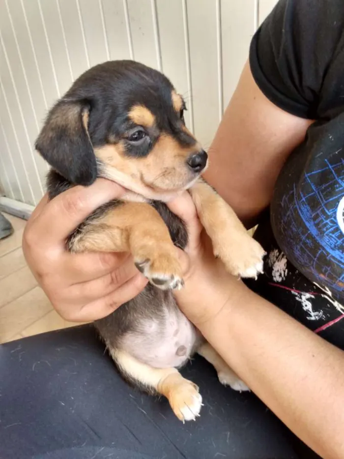Cachorro raça Sem raça idade 2 a 6 meses nome Sindy e loki