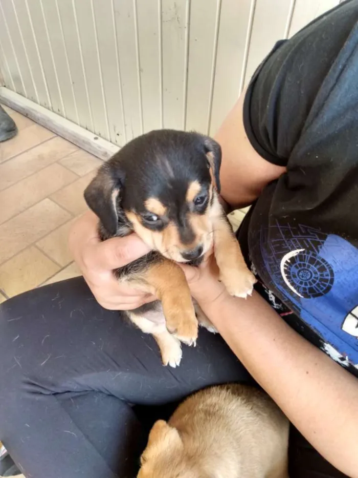 Cachorro raça Sem raça idade 2 a 6 meses nome Sindy e loki