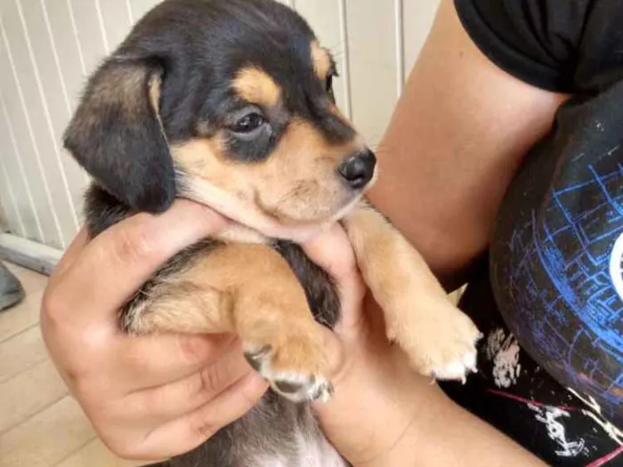 Cachorro raça Sem raça idade 2 a 6 meses nome Sindy e loki