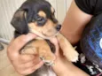 Sindy e loki