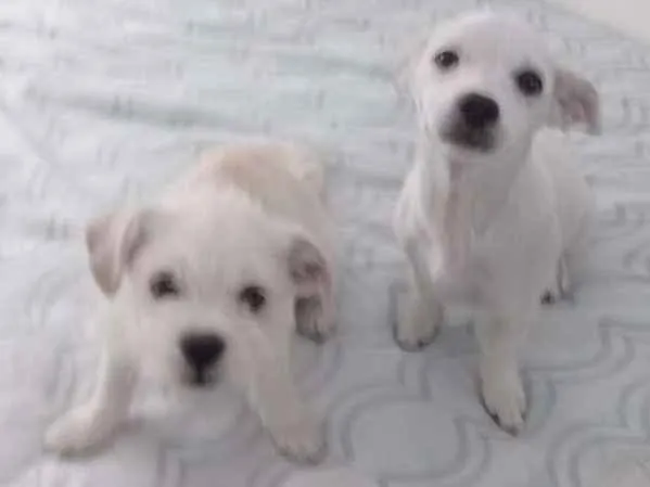 Cachorro ra a SRD idade 1 ano nome Não  tem