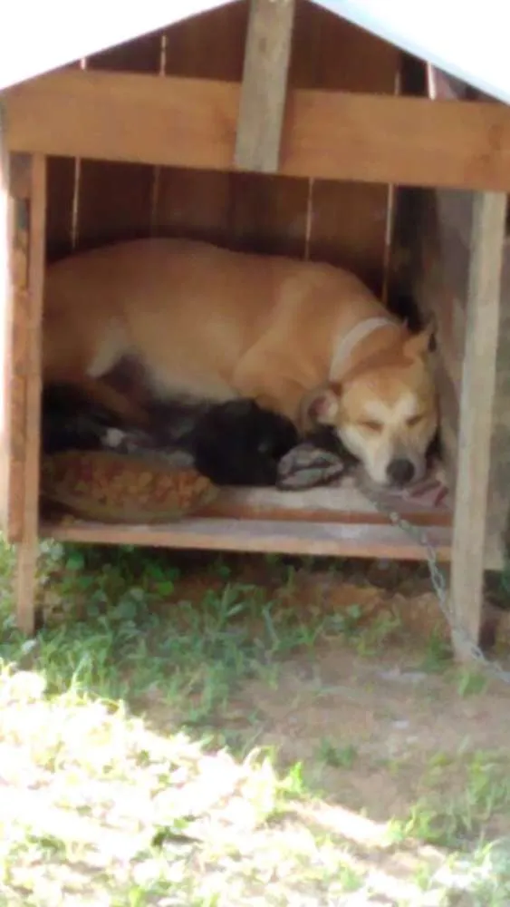 Cachorro raça Sem raça idade 2 a 6 meses nome Sindy e loki