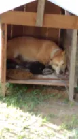 Sindy e loki
