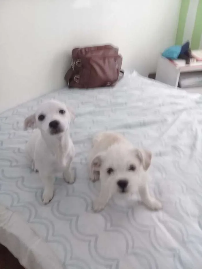 Cachorro ra a SRD idade 1 ano nome Sem nome