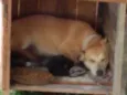Sindy e loki