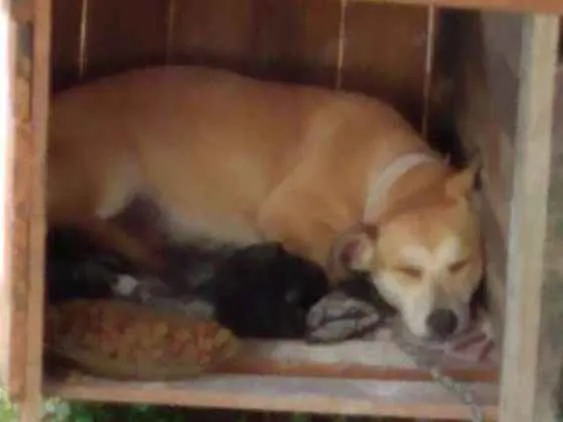 Cachorro raça Sem raça idade 2 a 6 meses nome Sindy e loki