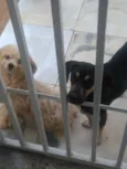 Nao tem
