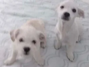 Cachorro raça SRD idade 1 ano nome Sem nome