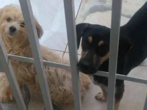 Cachorro raça CDS idade 2 anos nome Nao tem