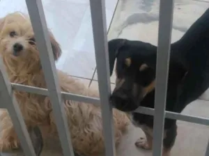 Cachorro raça CDS idade 2 anos nome Nao tem