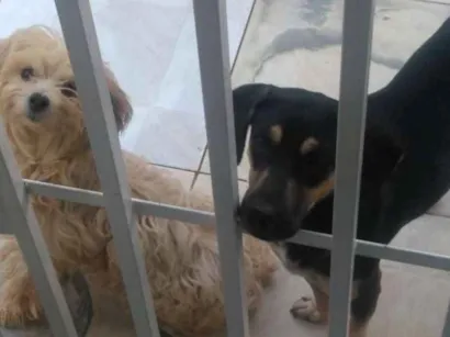 Cachorro raça CDS idade 2 anos nome Nao tem