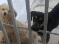 Nao tem