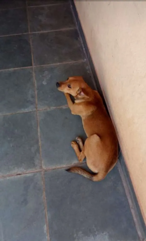 Cachorro ra a Fox paulistinha idade 7 a 11 meses nome Paçoca e amendoim