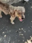 Milu