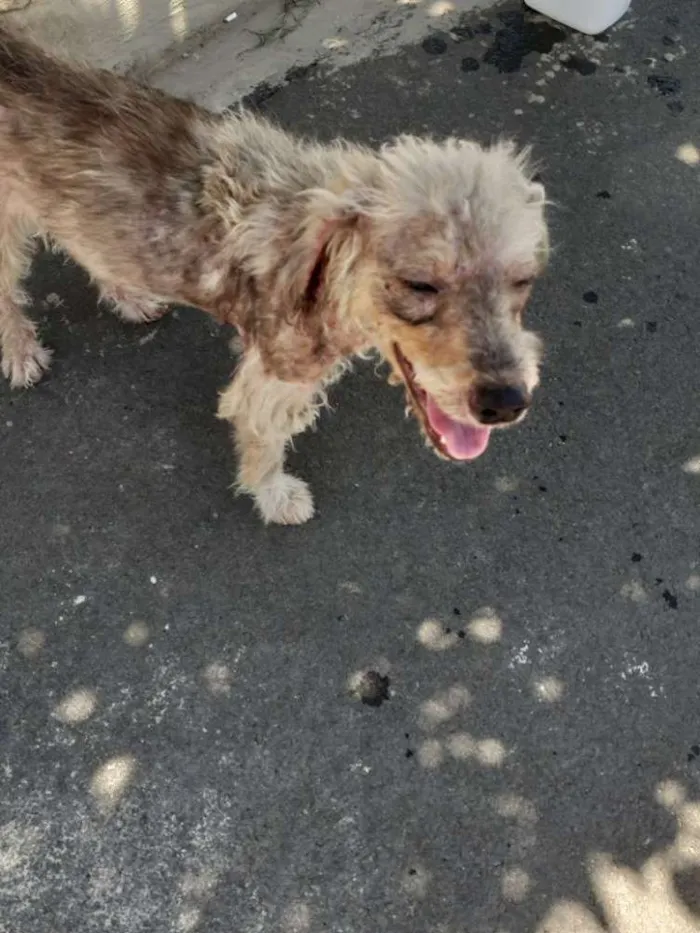 Cachorro ra a Mix poodle idade 1 ano nome Milu
