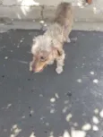 Milu