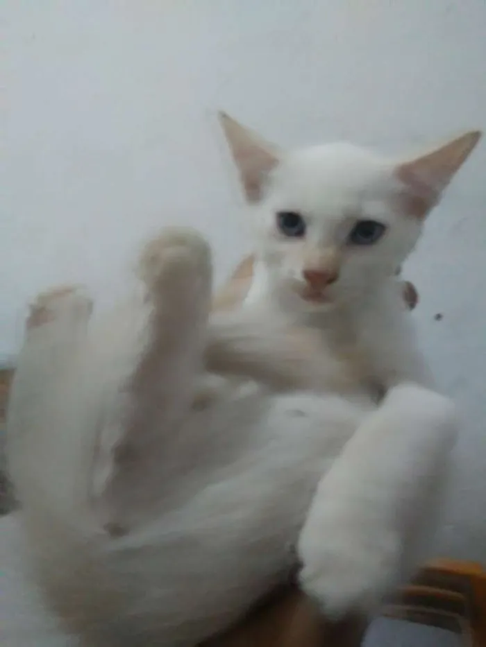 Gato ra a  idade 2 a 6 meses nome Floquinho e mimo