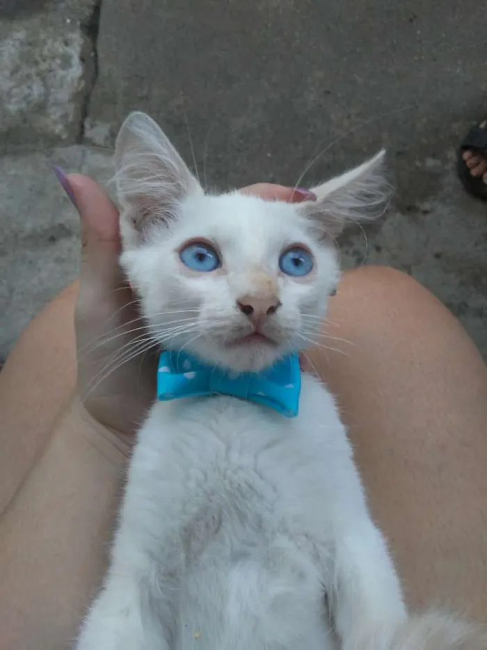 Gato ra a  idade 2 a 6 meses nome Floquinho e mimo