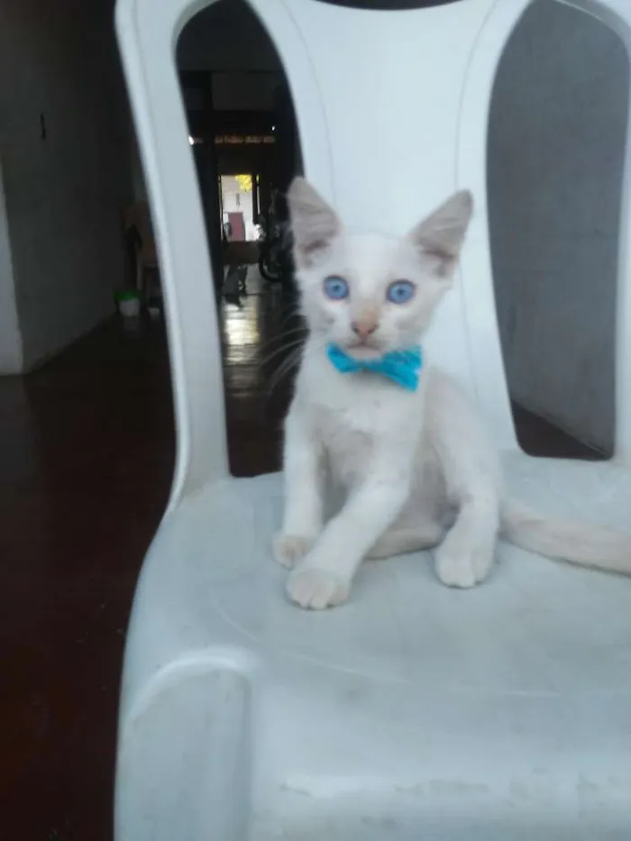 Gato ra a  idade 2 a 6 meses nome Floquinho e mimo