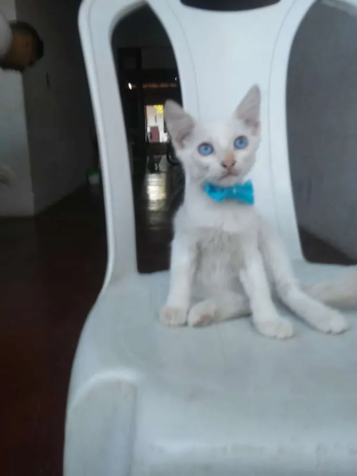 Gato ra a  idade 2 a 6 meses nome Floquinho e mimo