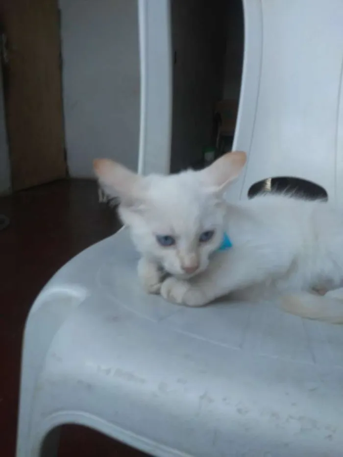 Gato ra a  idade 2 a 6 meses nome Floquinho e mimo