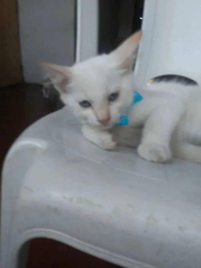 Gato ra a  idade 2 a 6 meses nome Floquinho e mimo