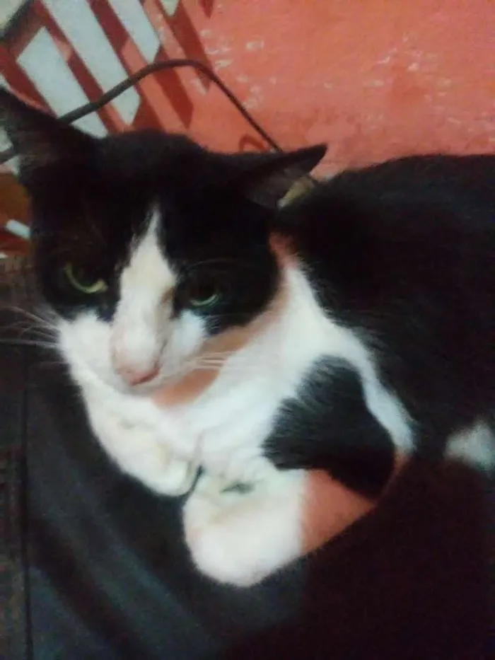 Gato ra a  idade 1 ano nome Nino