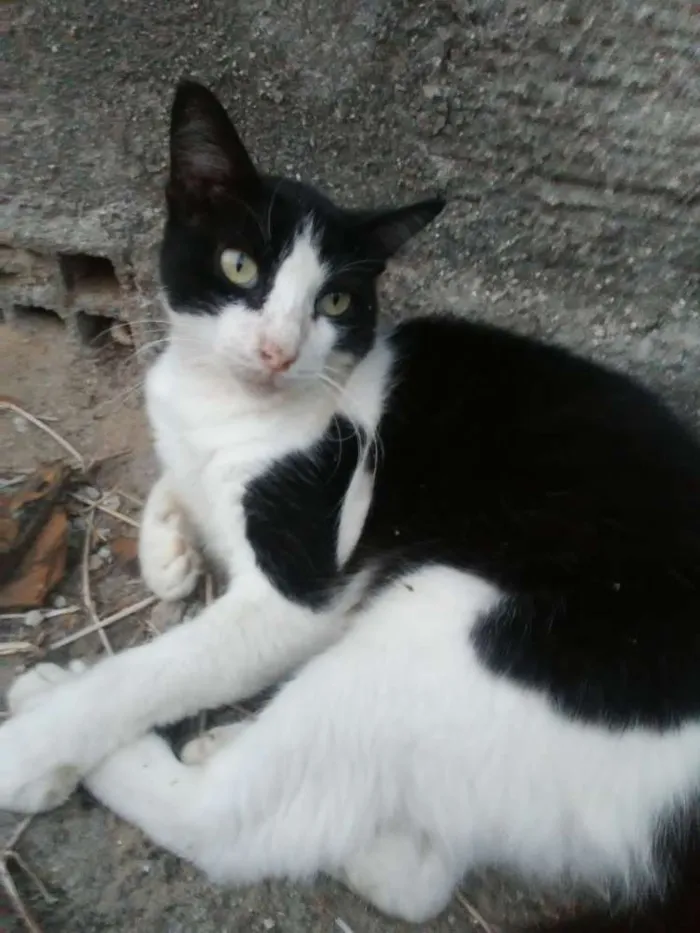 Gato ra a  idade 1 ano nome Nino