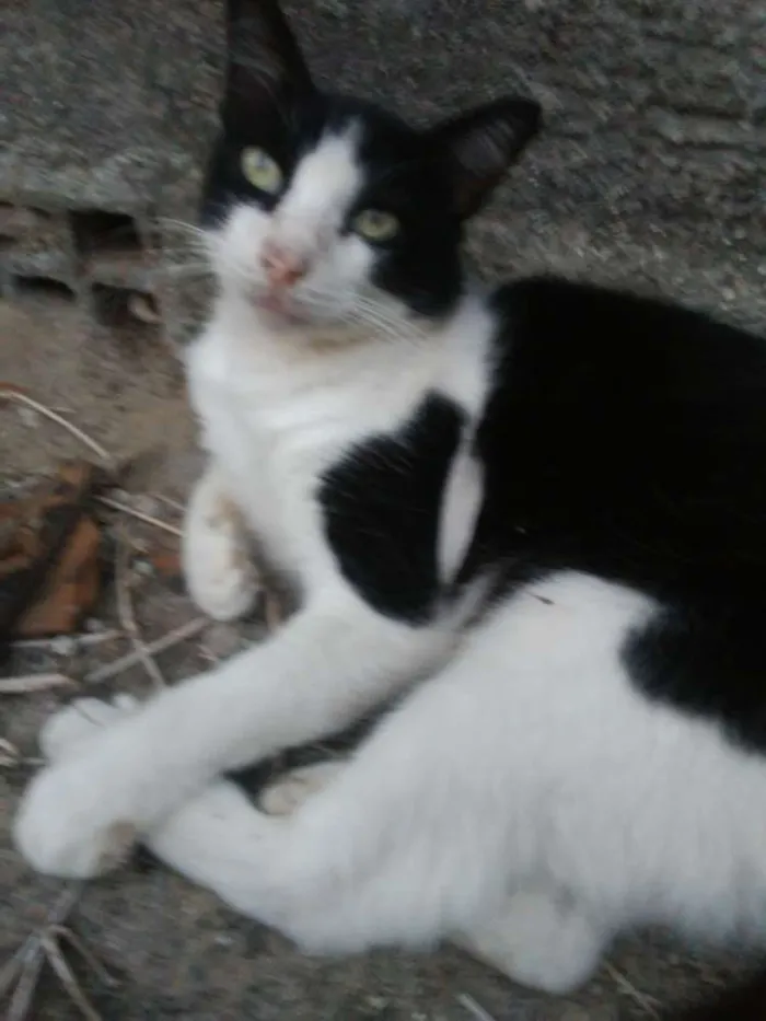 Gato ra a  idade 1 ano nome Nino