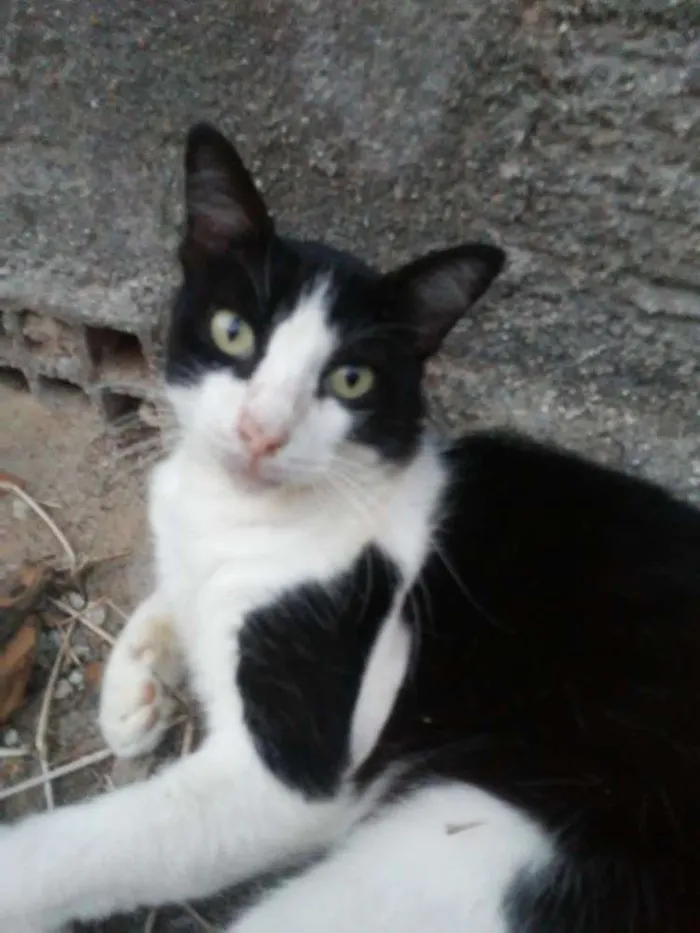 Gato ra a  idade 1 ano nome Nino