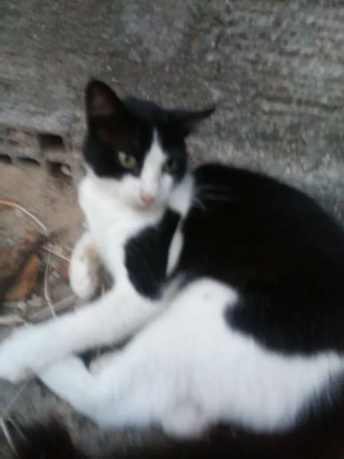 Gato ra a  idade 1 ano nome Nino
